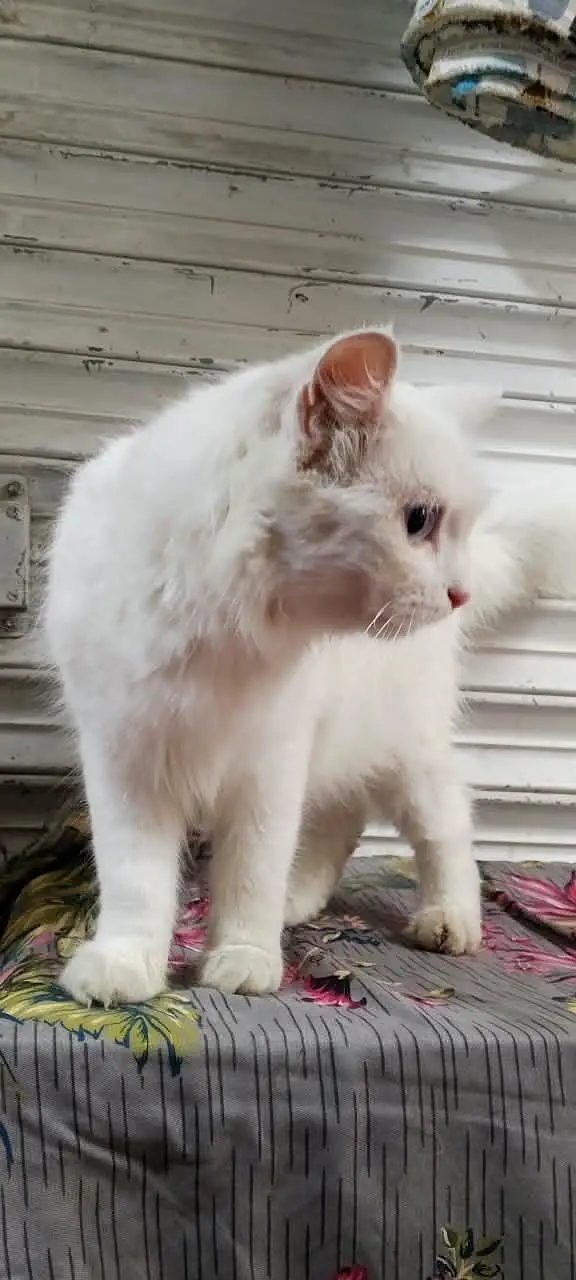 PERSIAN FEMALE TRIPPLE COATED BREEDER CAT — photo 4