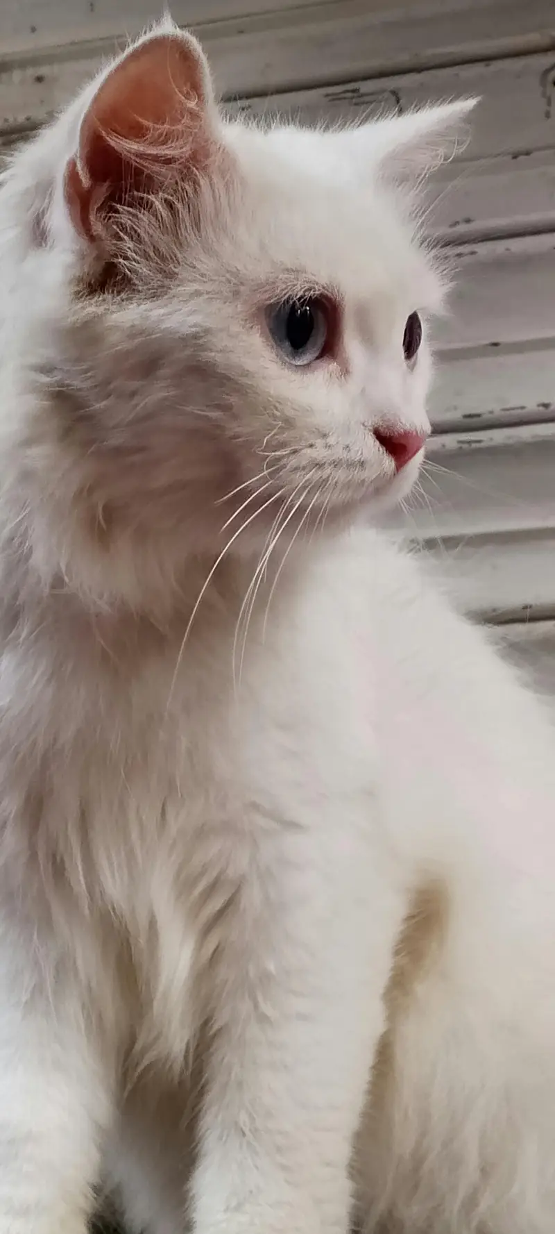 PERSIAN FEMALE TRIPPLE COATED BREEDER CAT — photo 5