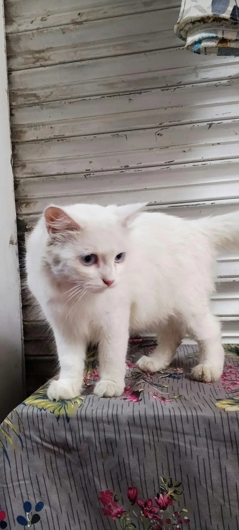 PERSIAN FEMALE TRIPPLE COATED BREEDER CAT — photo 7