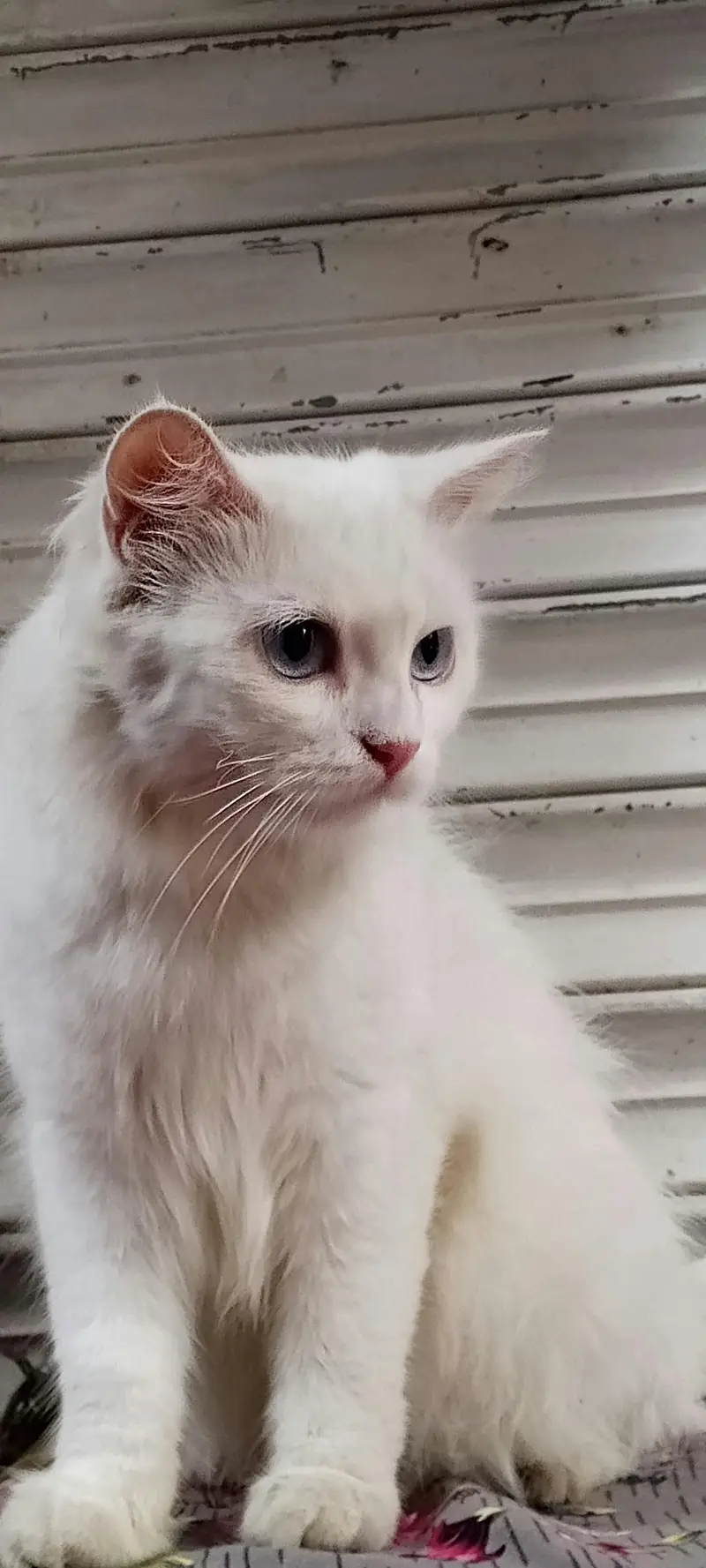 PERSIAN FEMALE TRIPPLE COATED BREEDER CAT — photo 8