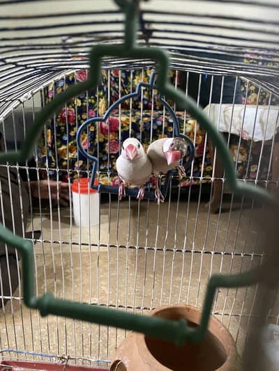 Jawa pair cream dilute opal female and fawn split opal male breeder