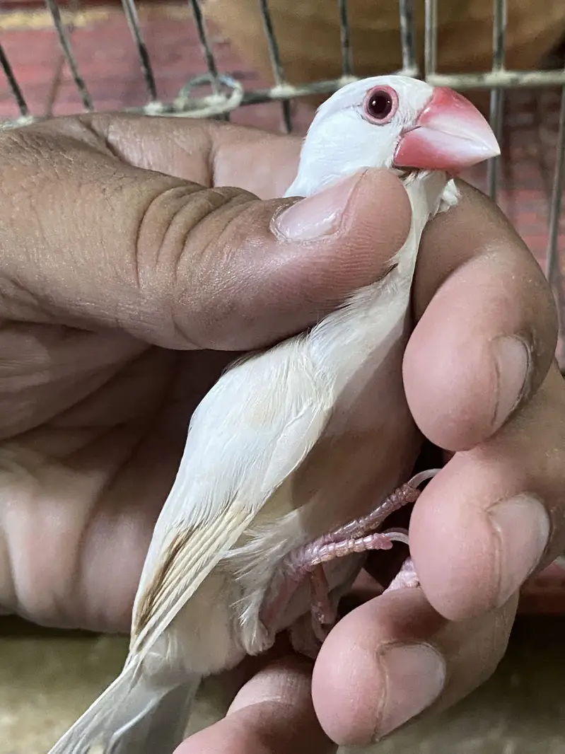 Jawa pair cream dilute opal female and fawn split opal male breeder — photo 3