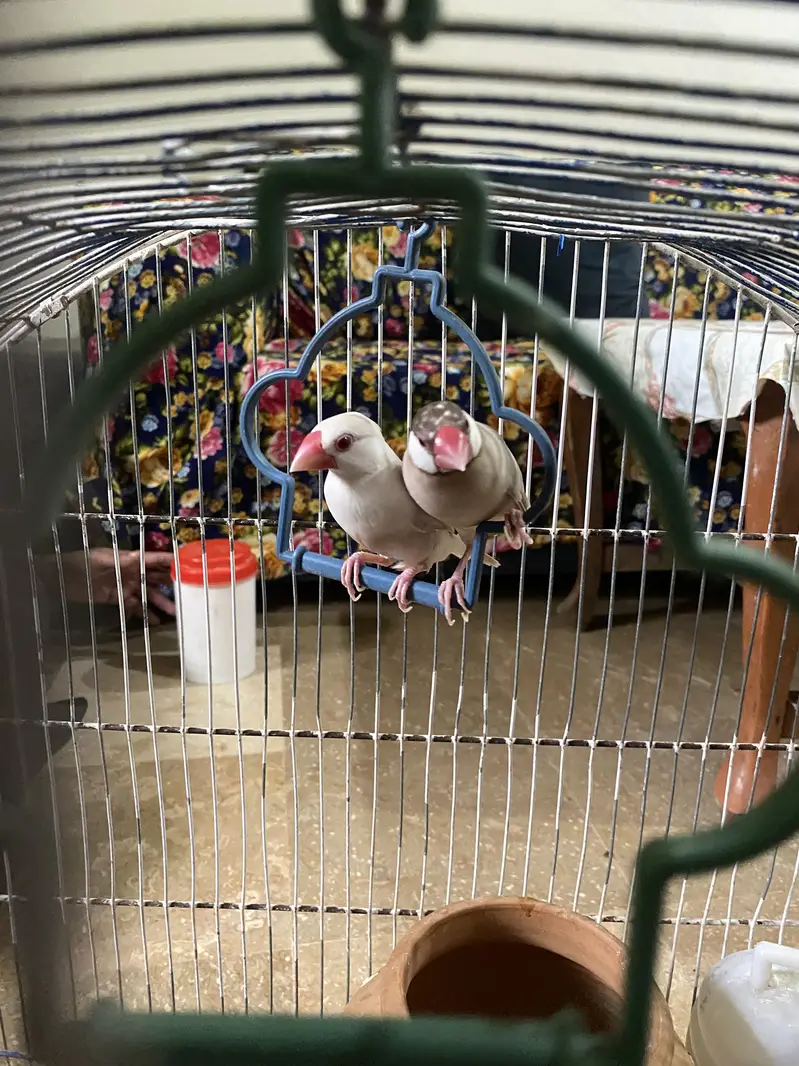 Jawa pair cream dilute opal female and fawn split opal male breeder — photo 4