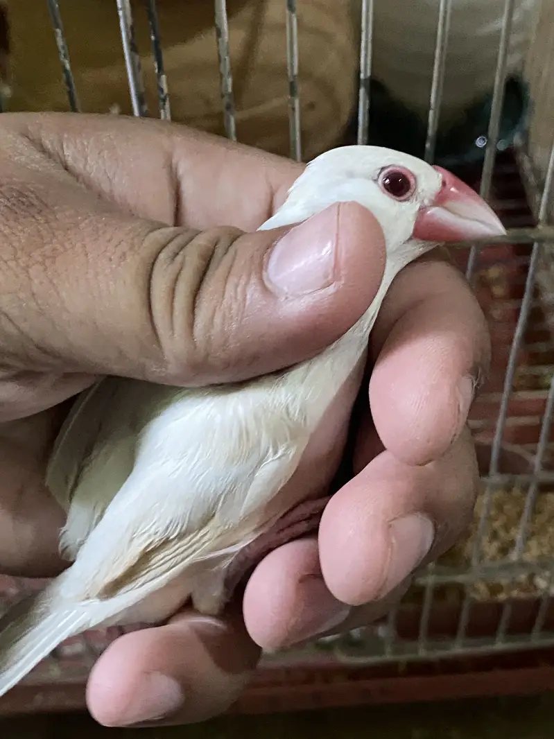 Jawa pair cream dilute opal female and fawn split opal male breeder — photo 6