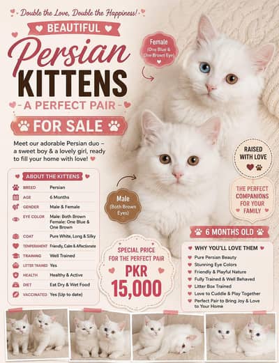 Presian kitten pair for sale