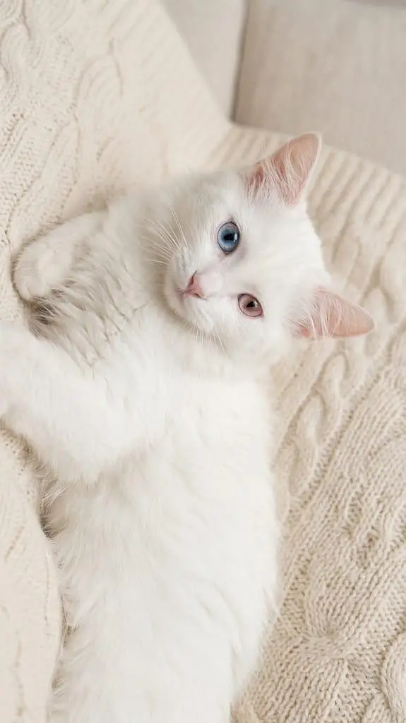 Presian kitten pair for sale — photo 2