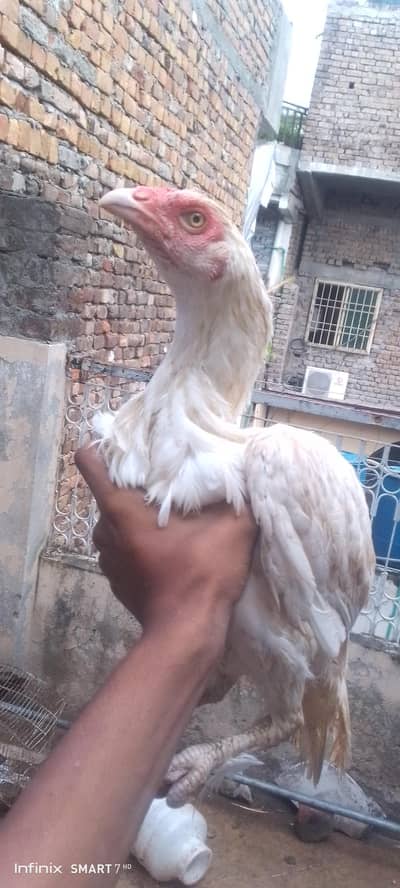 pure aseel heera aseel