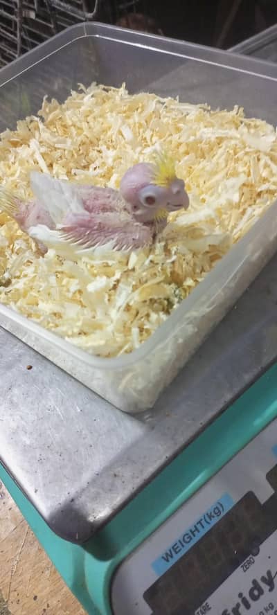 cocktail coman White red eyes chick