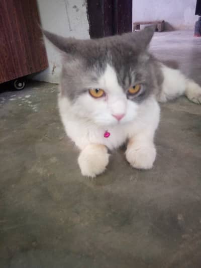 Sale urgent good quality Persian double coated grey and white cash on