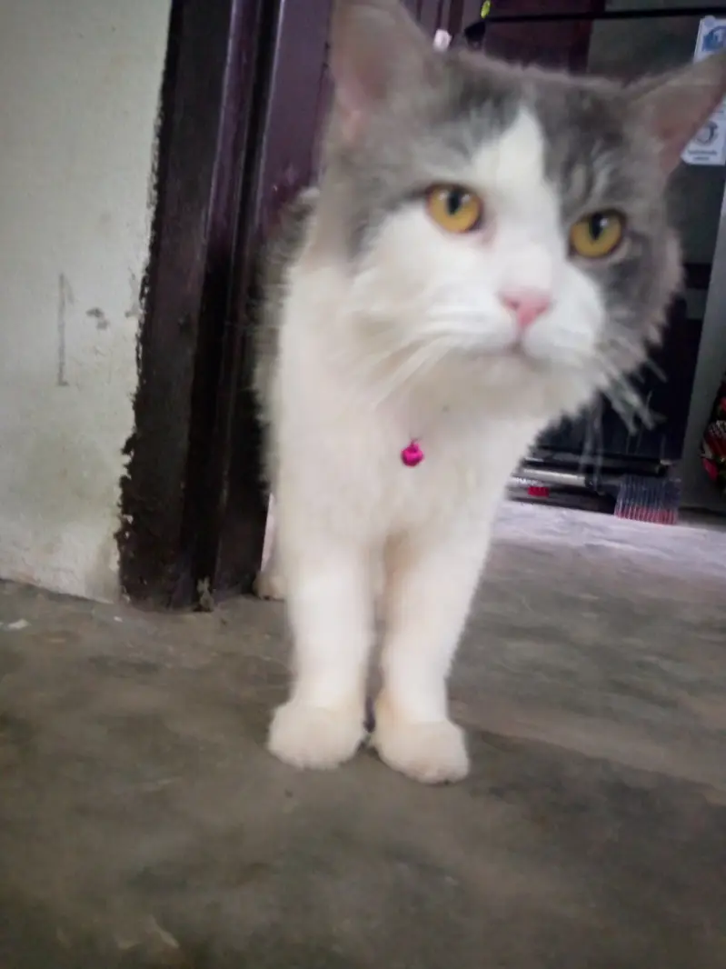 Sale urgent good quality Persian double coated grey and white cash on — photo 2