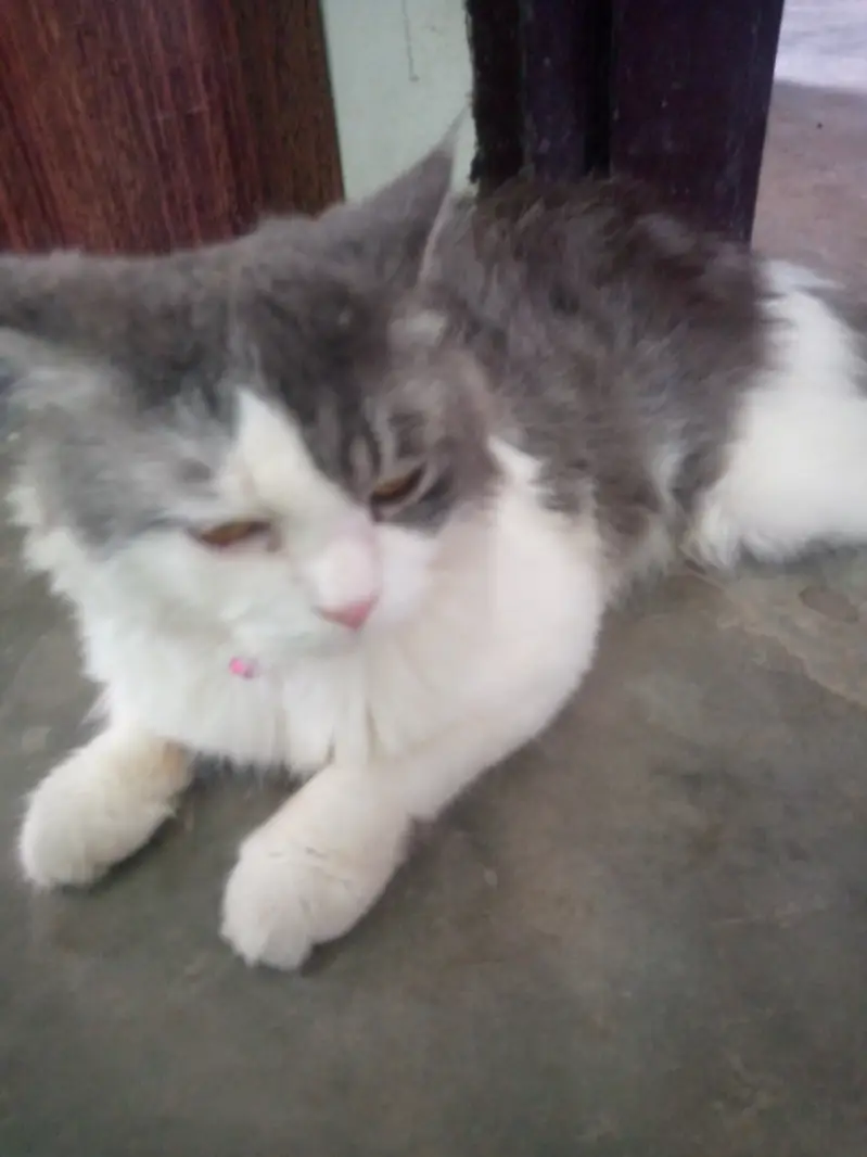 Sale urgent good quality Persian double coated grey and white cash on — photo 3