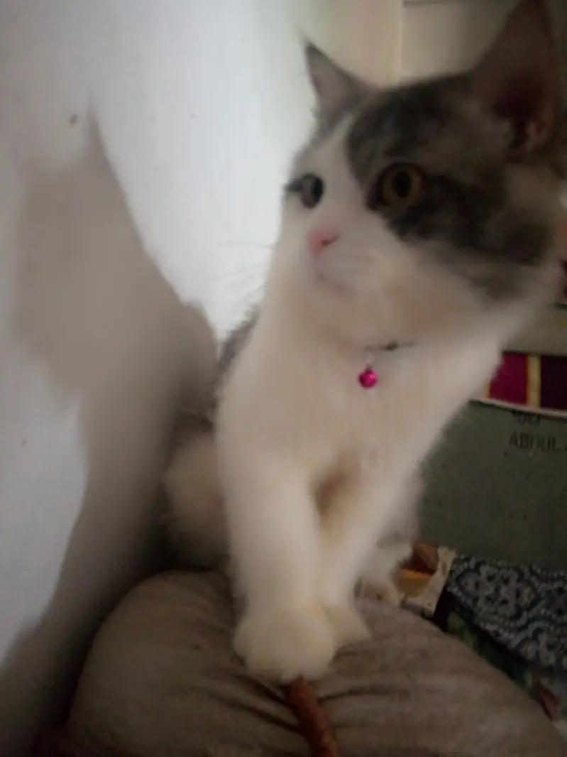 Sale urgent good quality Persian double coated grey and white cash on — photo 4