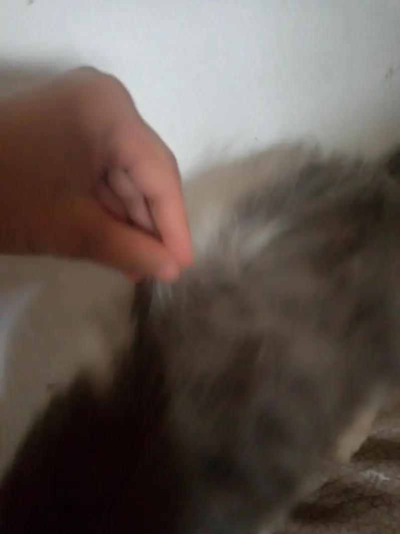 Sale urgent good quality Persian double coated grey and white cash on — photo 5