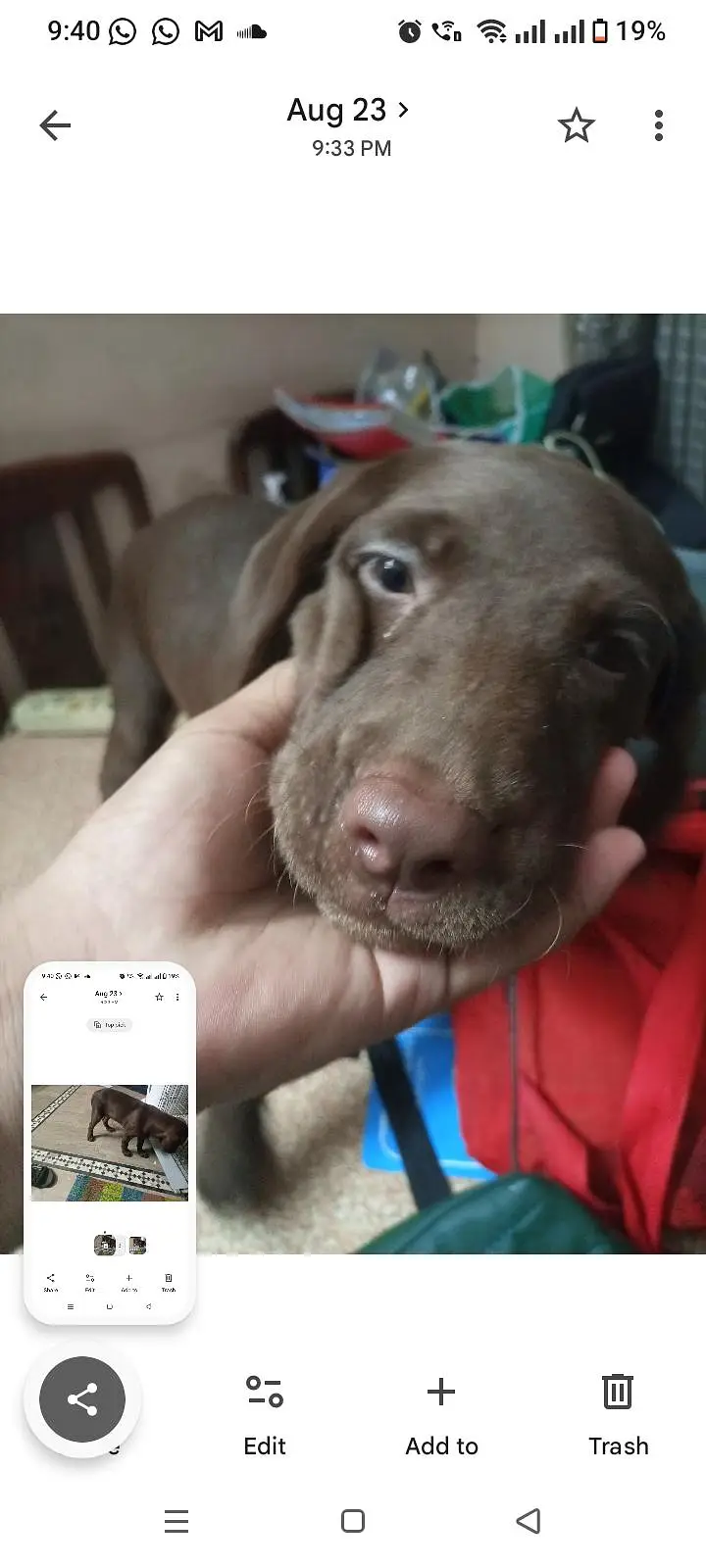 chocolate lab 3 months old vaccinated female — photo 8