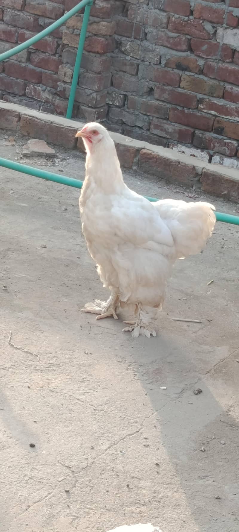 میرے پاس مختلف نسل کی بریڈ موجود ہے ۔03067901675 5