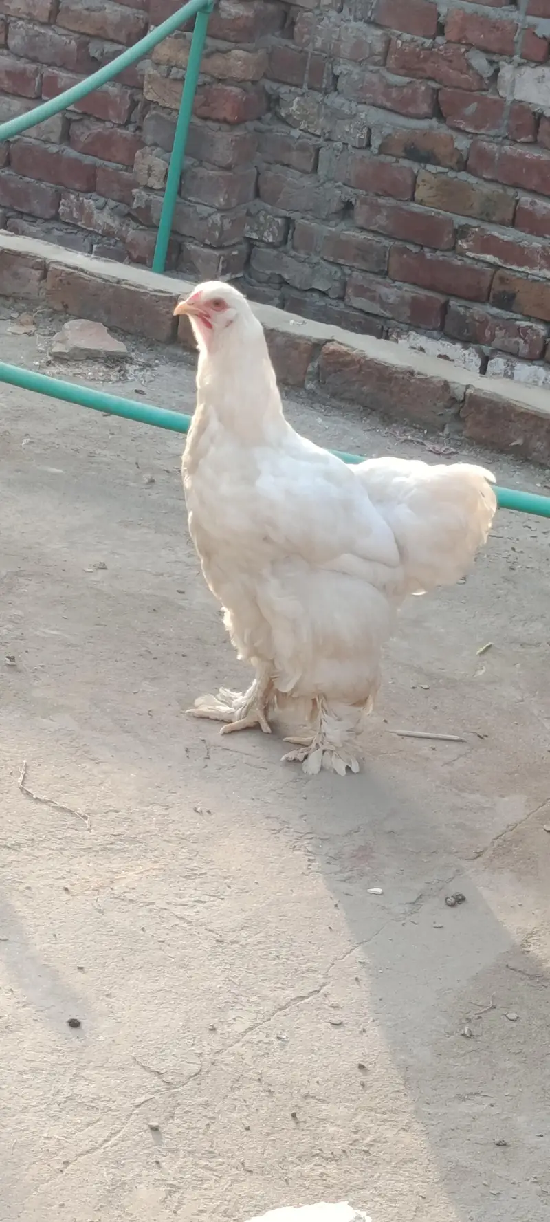 میرے پاس مختلف نسل کی بریڈ موجود ہے ۔03067901675 — photo 6