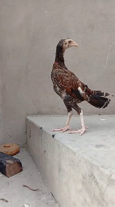 5 aseel chicks 03356479354