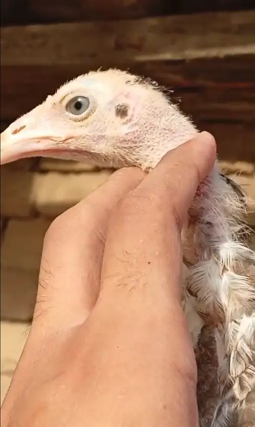 5 aseel chicks 03356479354 — photo 2
