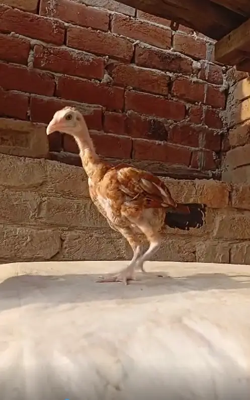 5 aseel chicks 03356479354 — photo 3