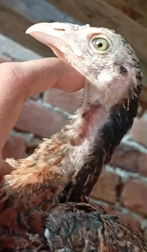 5 aseel chicks 03356479354 — photo 4
