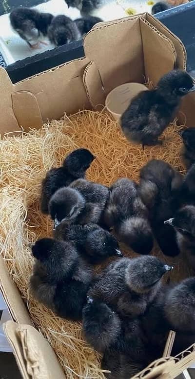 ayam cemani chicks available day old 1 week