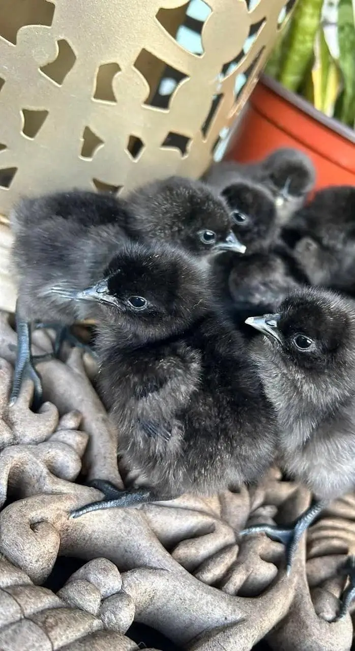 ayam cemani chicks available day old 1 week — photo 2