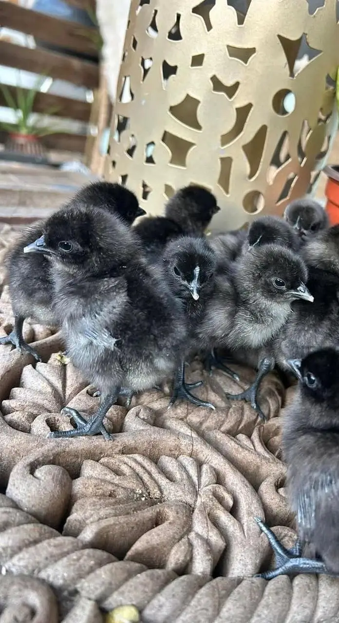 ayam cemani chicks available day old 1 week — photo 3