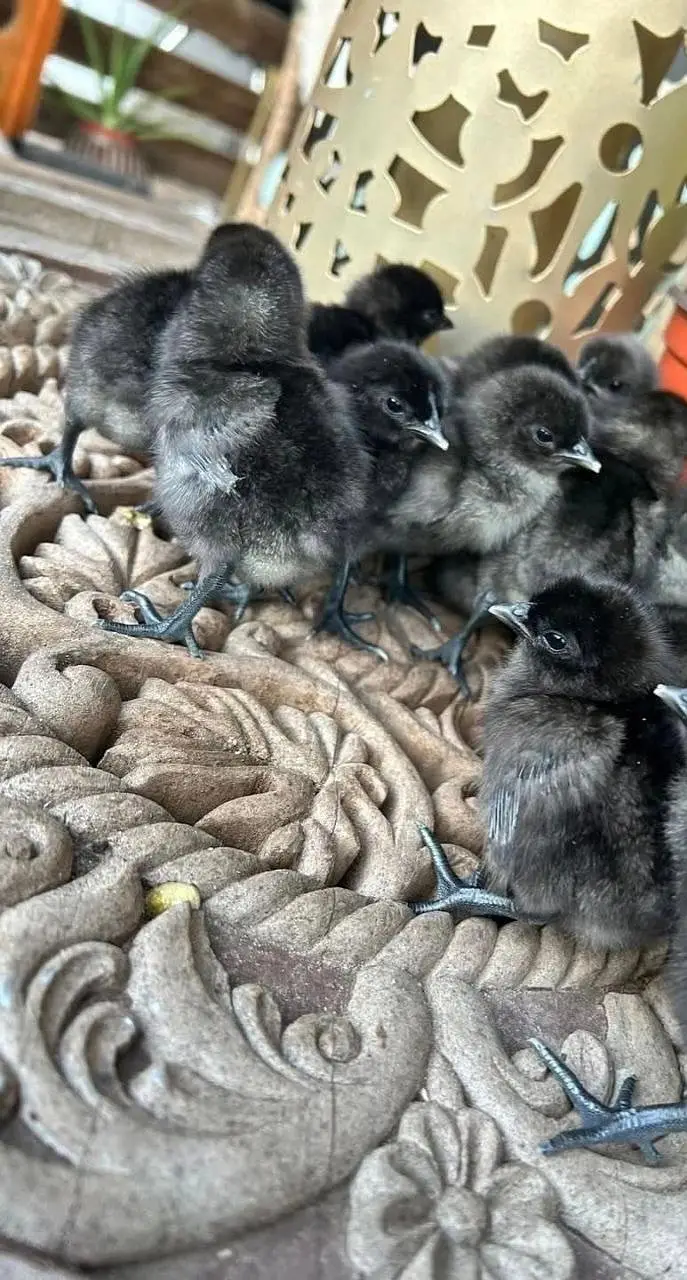 ayam cemani chicks available day old 1 week — photo 4