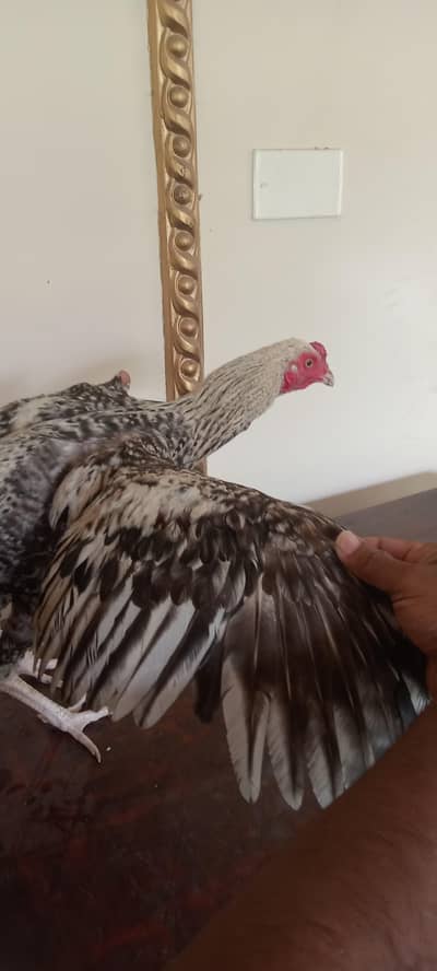 healthy active male Murga for sale