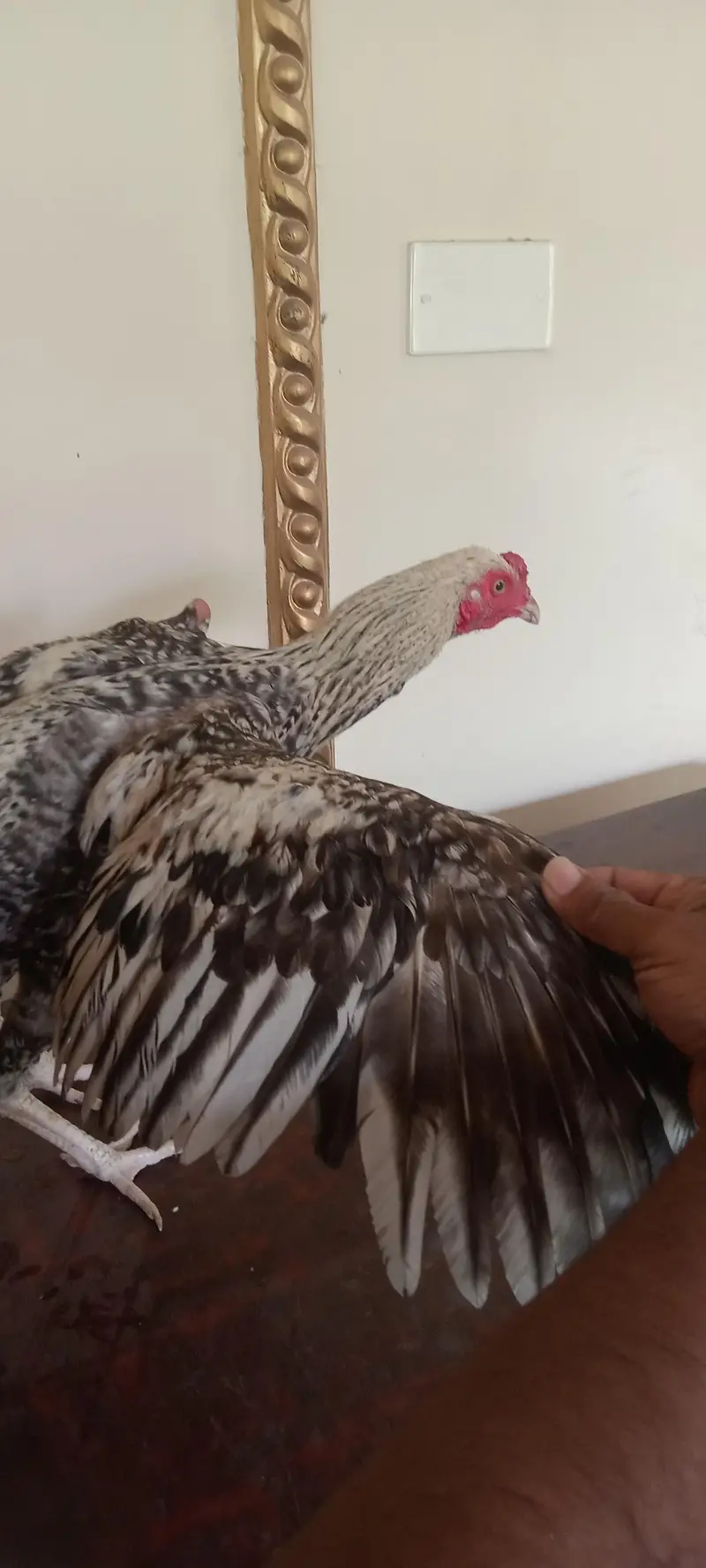 healthy active male Murga for sale