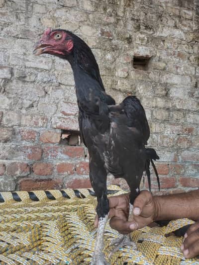 Amroha Mianwali cross Murga