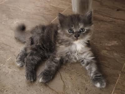 Persian kitten