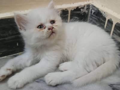 Persian kitten