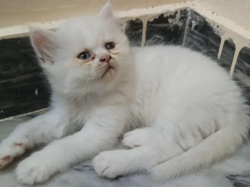 Persian kitten — photo 2