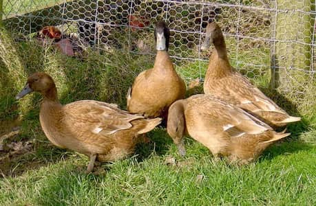 khaki camel duck for sale what's app 03114223938