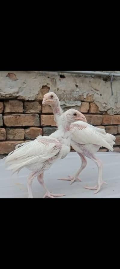 1 mushki Madi or 2 herra chiks 1 male 1 female for sale