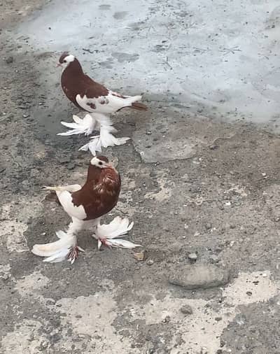 Ghobara kabotar breeder pair