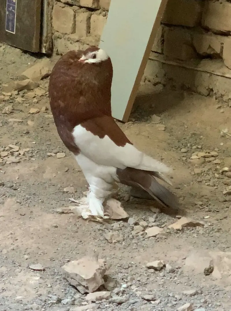 Ghobara kabotar breeder pair — photo 2