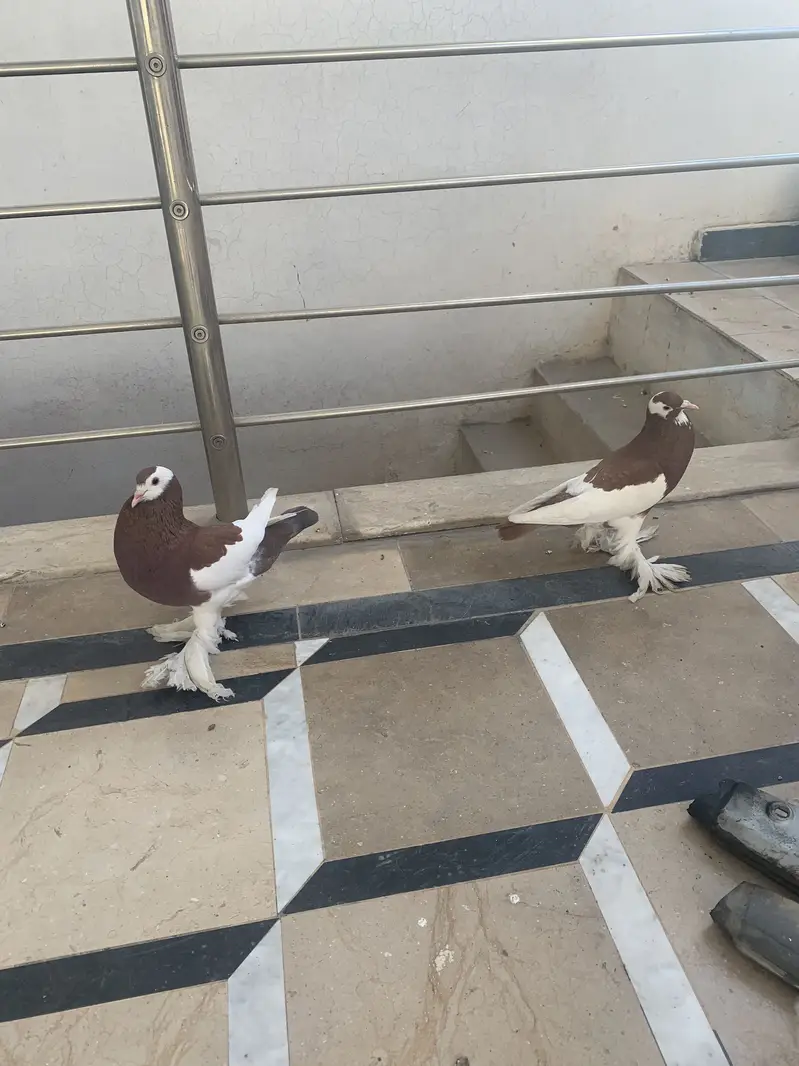 Ghobara kabotar breeder pair — photo 3