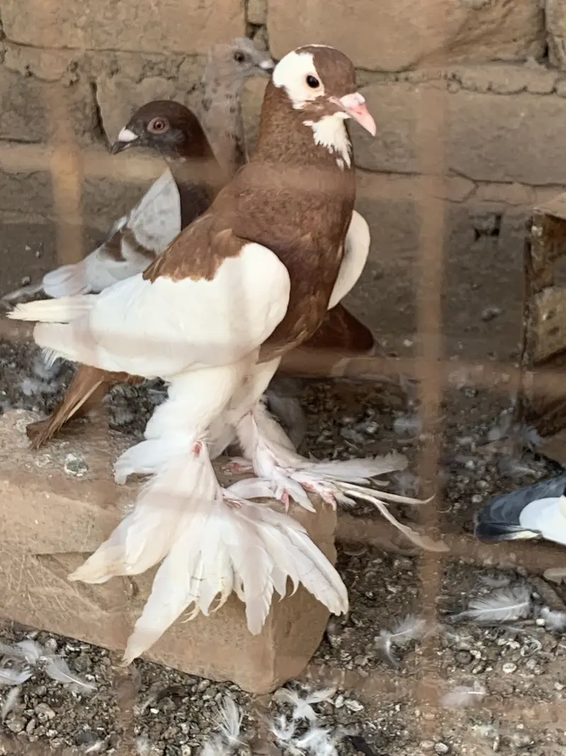 Ghobara kabotar breeder pair — photo 4