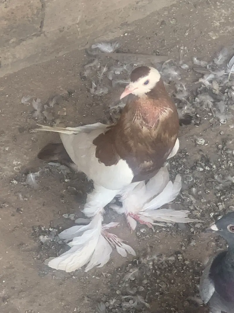 Ghobara kabotar breeder pair — photo 5