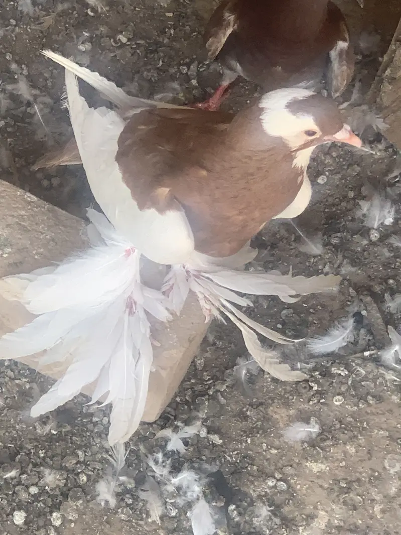 Ghobara kabotar breeder pair — photo 7