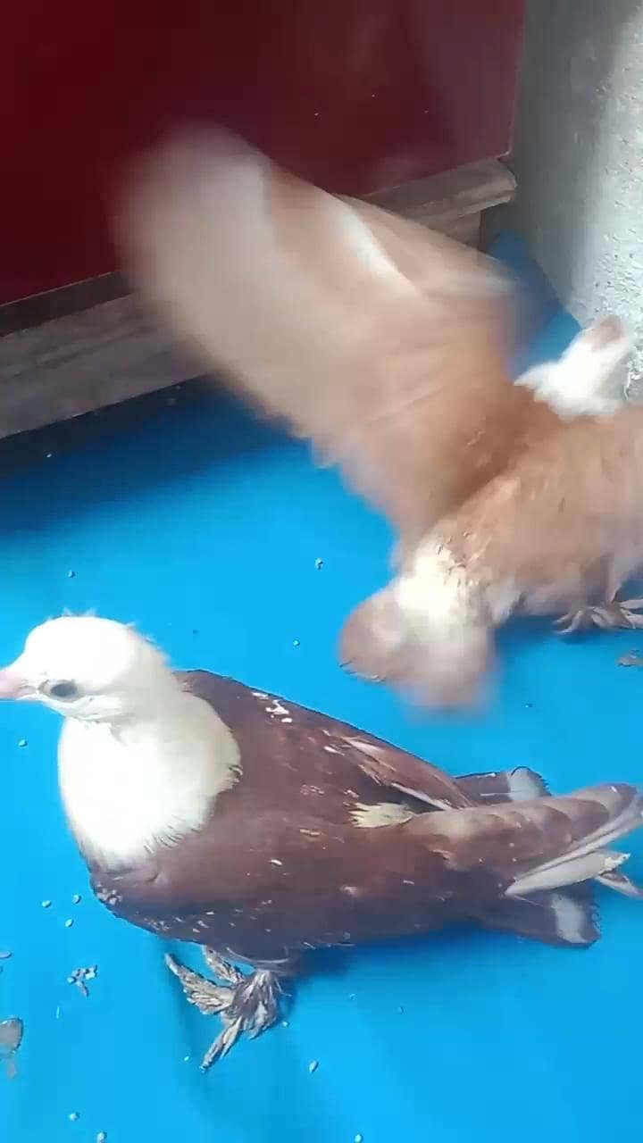 karbalai 3
