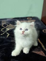 Persian kittens available male, female pair
