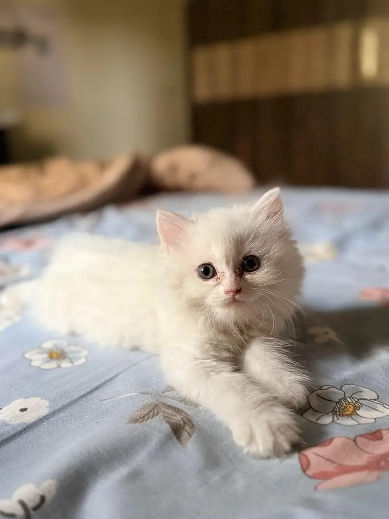 Persian kittens available male, female pair — photo 2