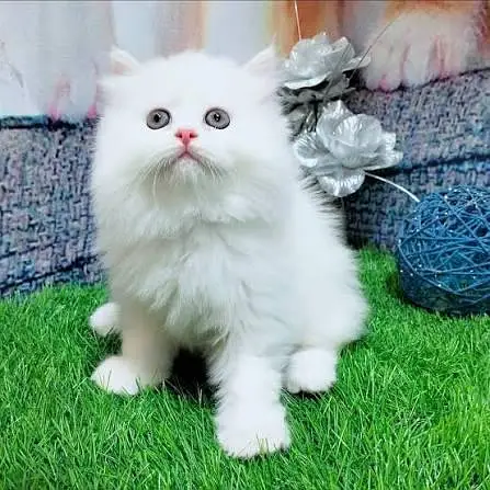 Persian kittens available male, female pair — photo 5