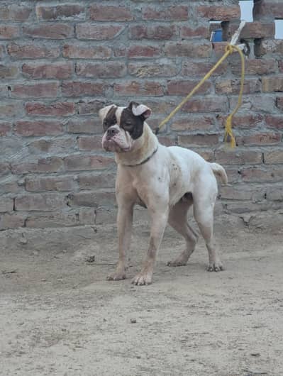 English bulldog female for sale
