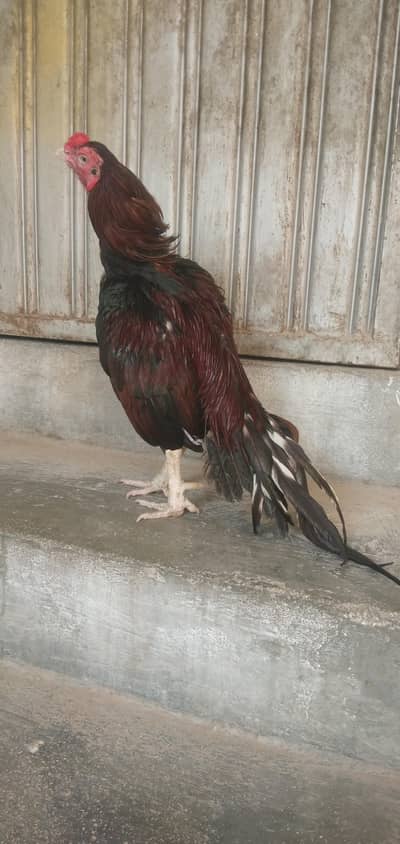 Mianwali birds Whatsup nbr 03183396127
