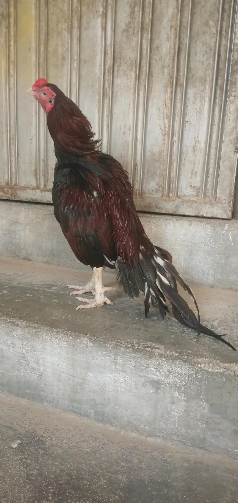 Mianwali birds Whatsup nbr 03183396127 — photo 2