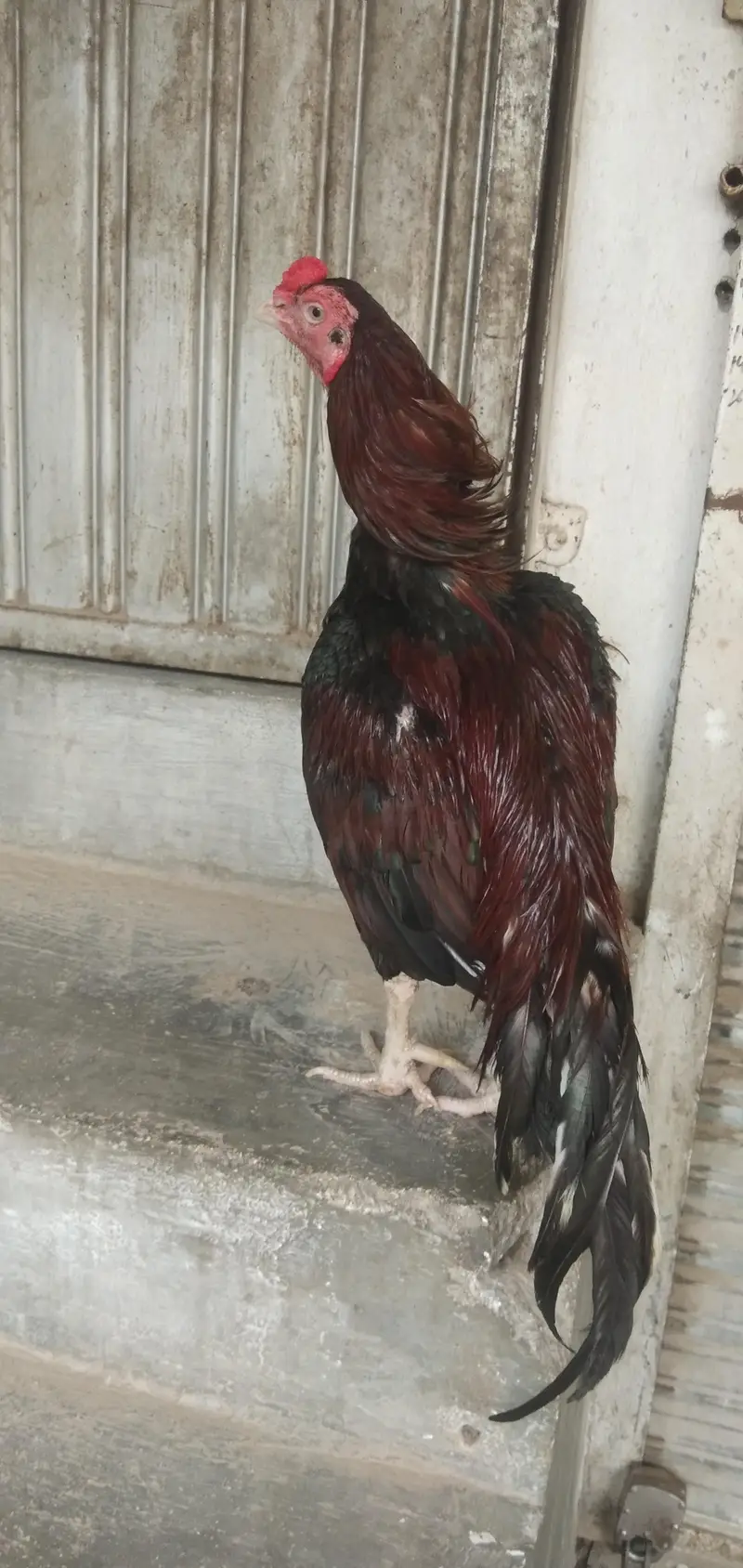Mianwali birds Whatsup nbr 03183396127 — photo 3